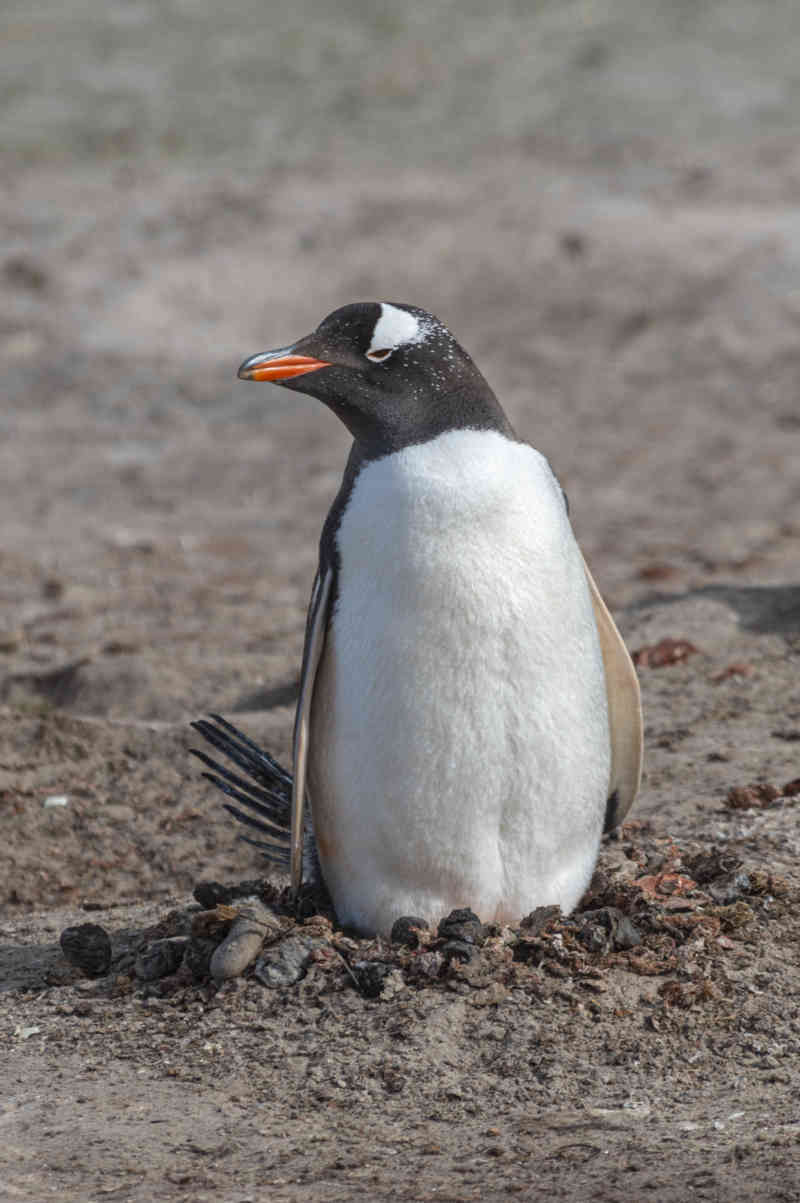 Pingüino Papua o Gentoo - islas Falkland o Malvinas 19.jpg